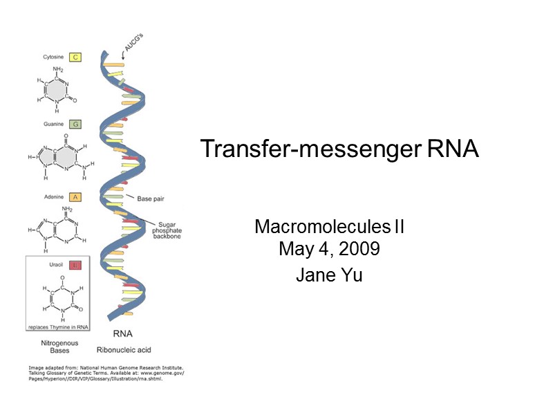 Macromolecules II May 4, 2009 Jane Yu  Transfer-messenger RNA